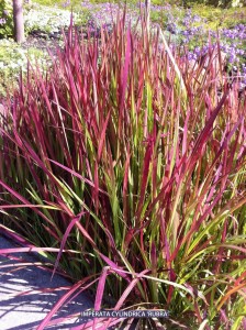 Imperata cylindrica 'Rubra' 2